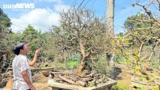 Mục sở thị mai vàng cổ thụ hơn 70 năm tuổi, lão nông rao bán 3,5 tỷ đồng