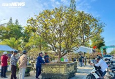 Chiêm ngưỡng mai vàng 'ngũ phúc' tiền tỷ ở chợ hoa Xuân Quảng Ngãi