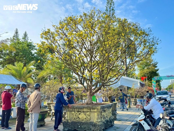 Chiêm ngưỡng mai vàng 'ngũ phúc' tiền tỷ ở chợ hoa Xuân Quảng Ngãi