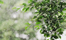 Tiết Cốc vũ 2026 bắt đầu từ ngày nào, có đặc điểm gì?