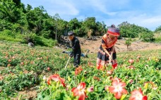 Phát triển cây dược liệu ở Việt Nam: Tiềm năng lớn, cần giải pháp mạnh để bứt phá
