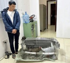 Vụ bị phạt tù vì nuôi bán 13 con gà lôi trắng: Không tìm được người mua