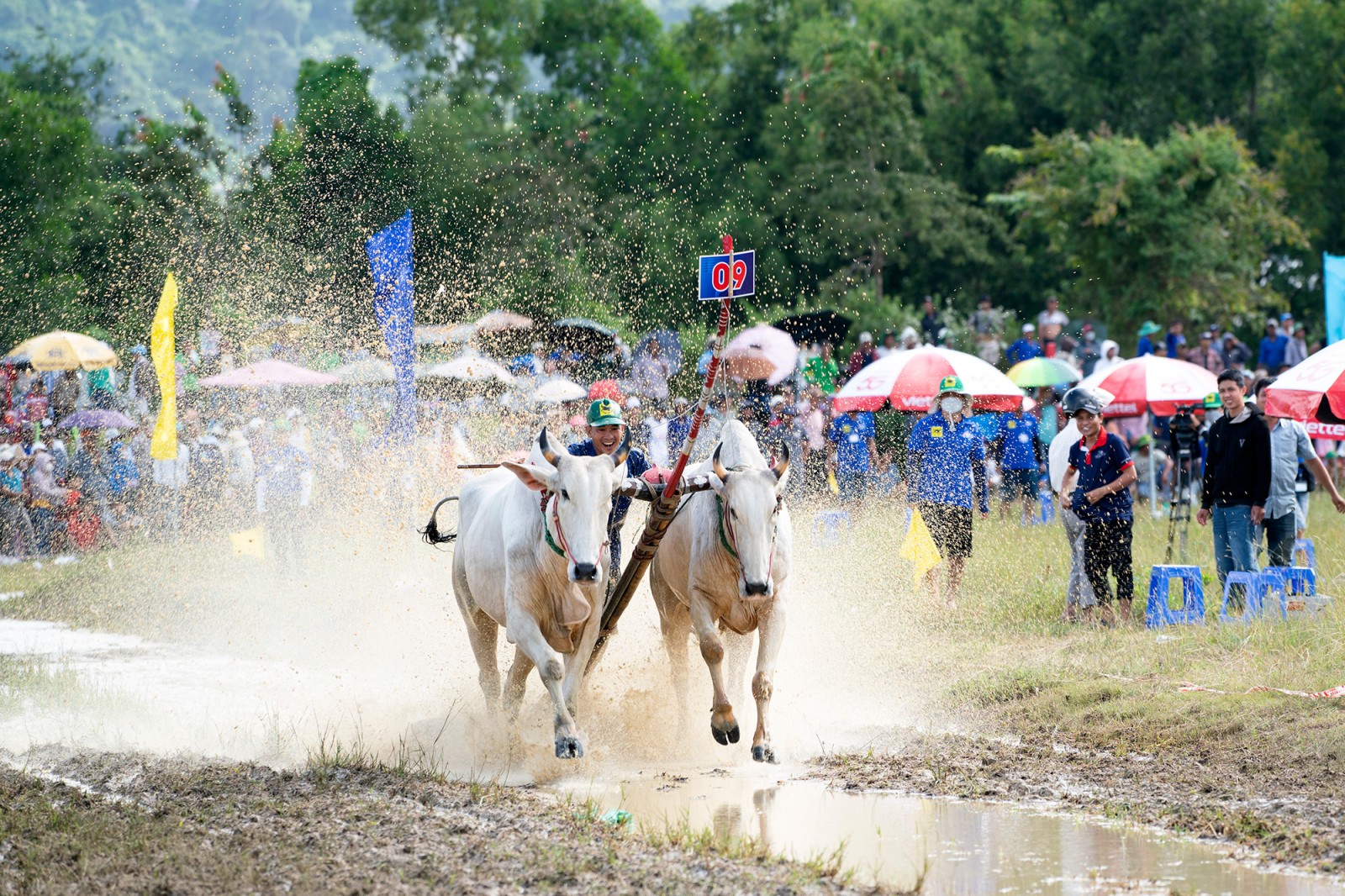Đôi bò 09 giành chức vô địch Hội đua bò Bảy Núi lần thứ 30