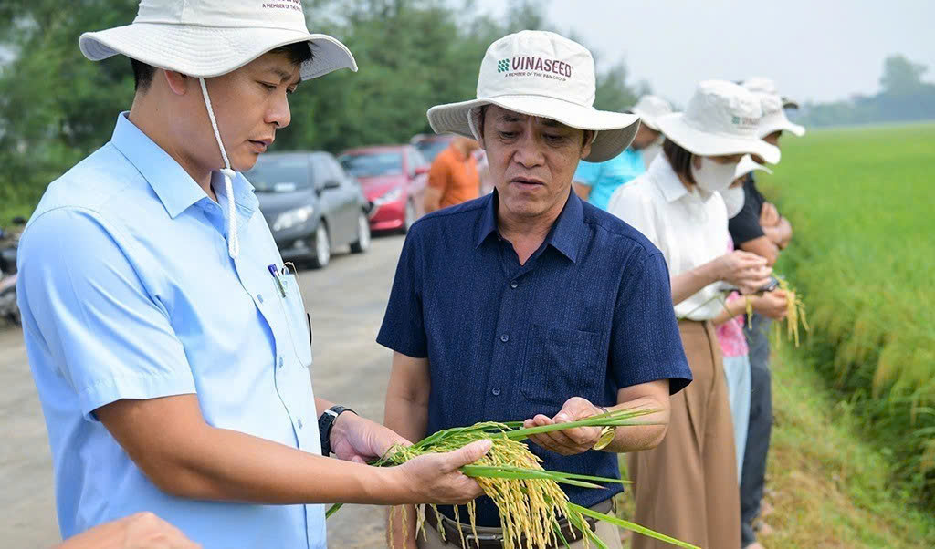 Giống lúa Ngọc Nương 9 mở ra triển vọng mới tại Ninh Bình