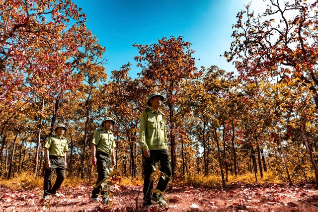 Mê mẩn với rừng khộp lớn nhất Việt Nam vào mùa thay lá - Ảnh 8.