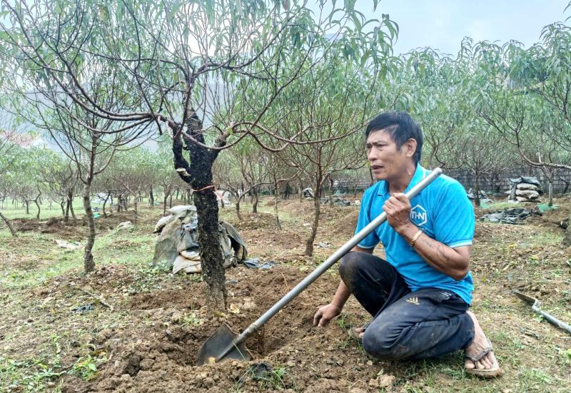 Người trồng đào phai ở xã Xuân Du, tỉnh Thanh Hóa hối hả đào đất khoanh gốc. Ảnh: Quách Du