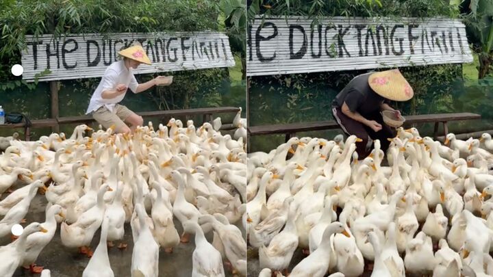 Dân mạng bảo mình ở nhà cũng chăn vịt hàng ngày mà chưa bao giờ cảnh vui như vậy. (Ảnh chụp màn hình)