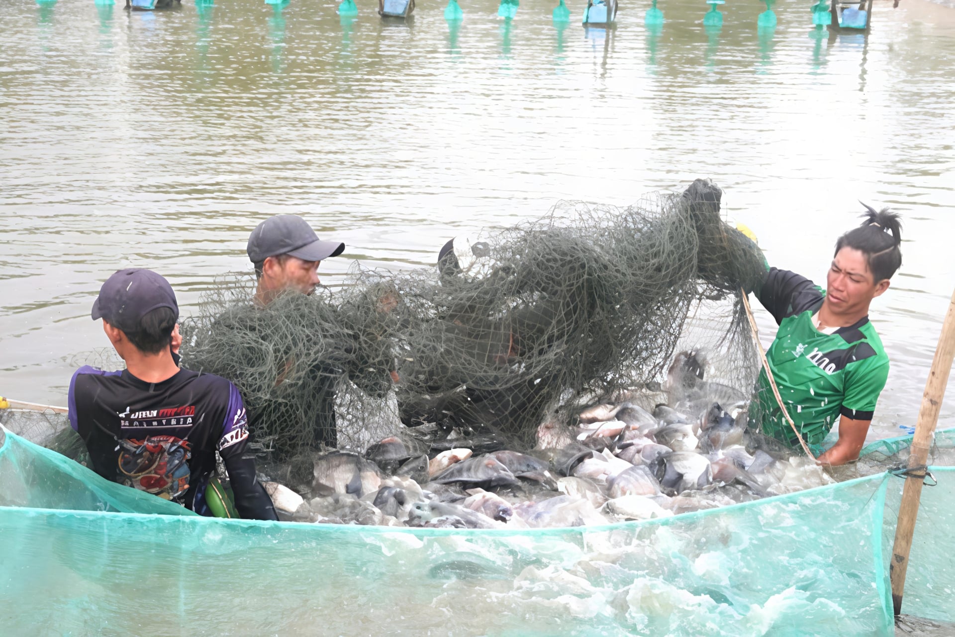 Cần Thơ, An Giang dẫn đầu năng lực triển khai chuỗi cá rô phi