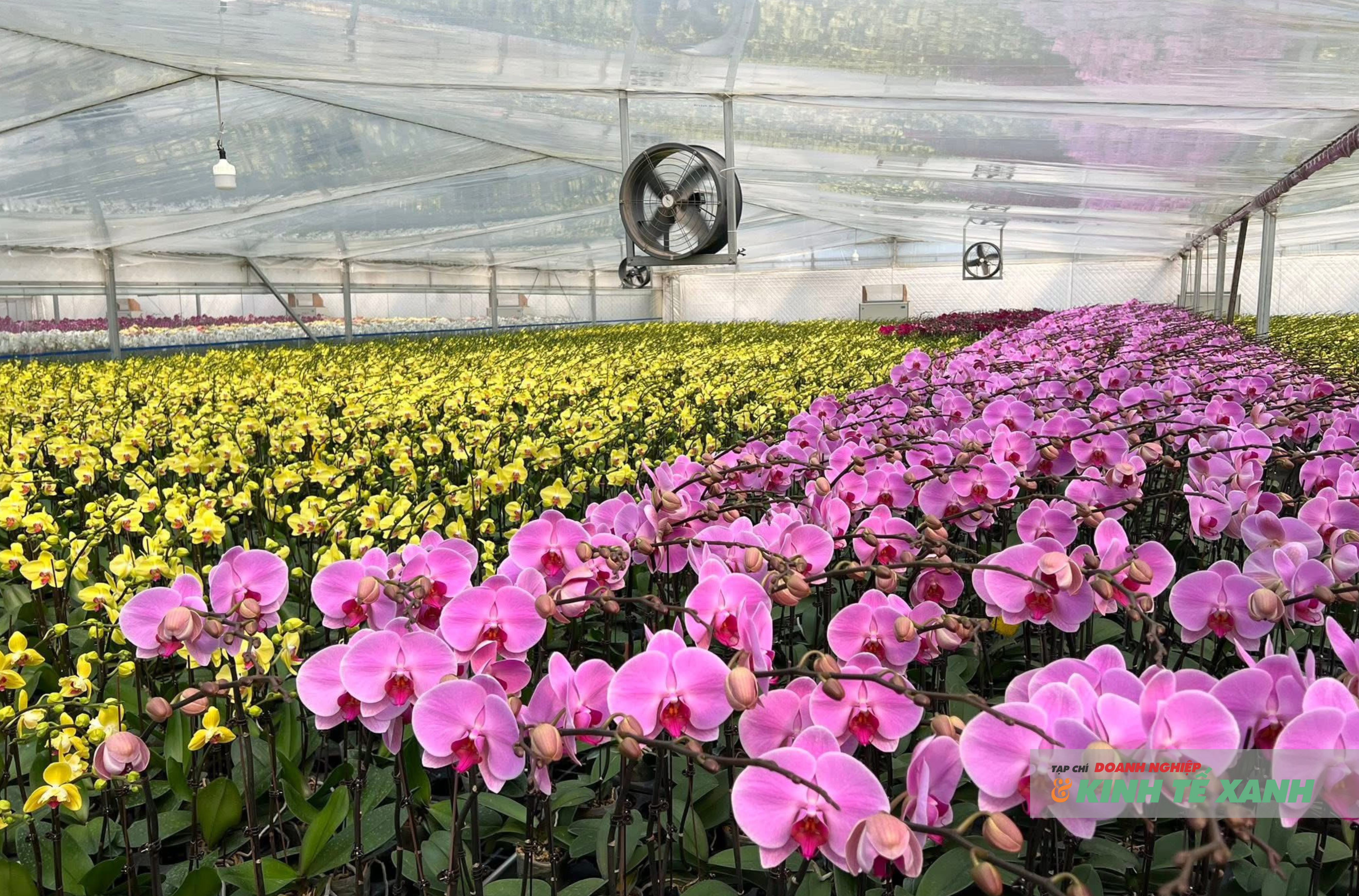 Lan hồ điệp trồng ứng dụng công nghệ cao tại các nhà vườn ở Hà Nội và Đà Lạt, bảo đảm chất lượng hoa đồng đều, bền đẹp trong suốt dịp Tết.