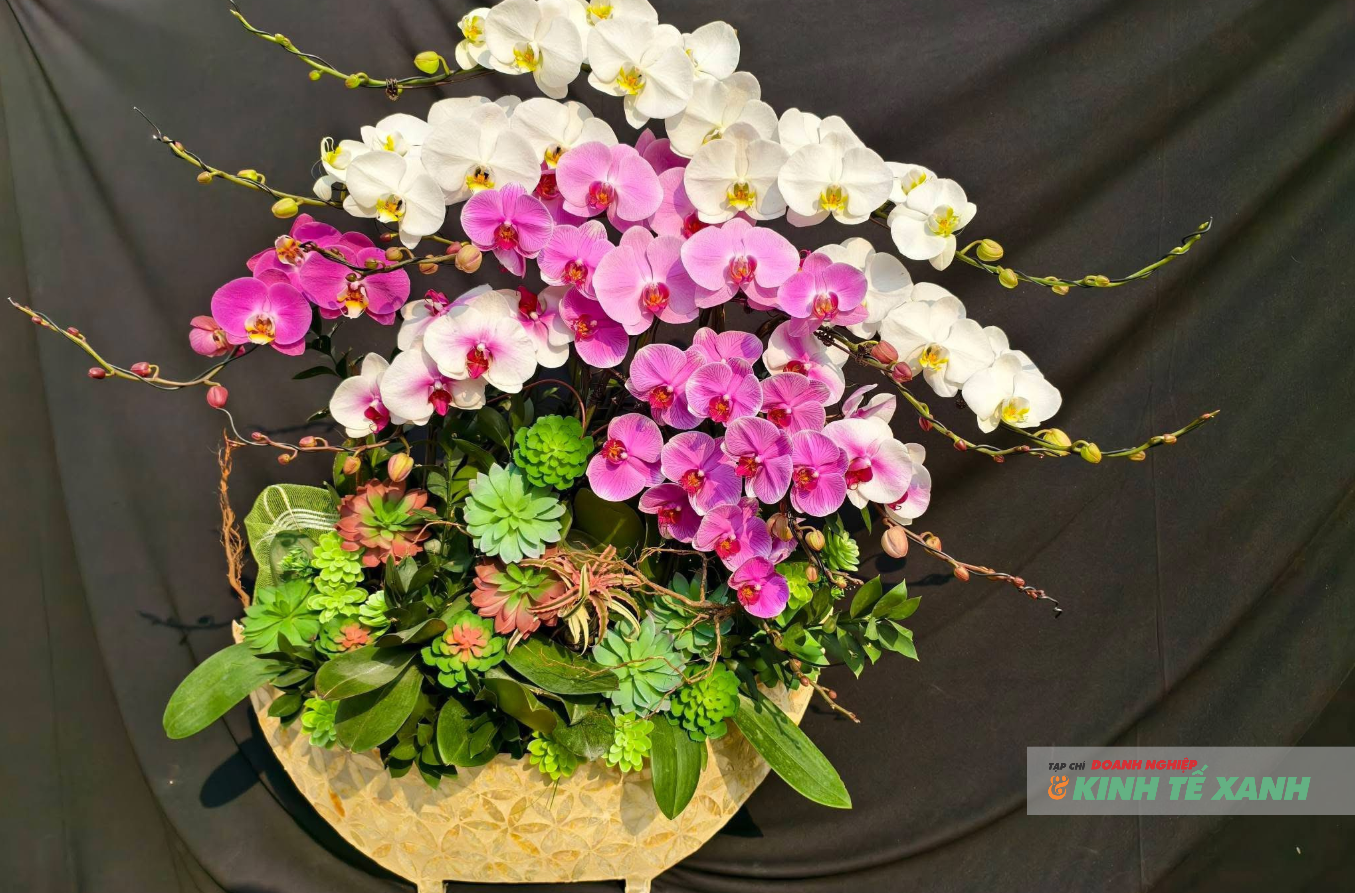 Lan hồ điệp được ghép theo nhiều màu sắc, thế dáng và yếu tố phong thủy, đáp ứng nhu cầu đa dạng của người chơi hoa dịp đầu năm.