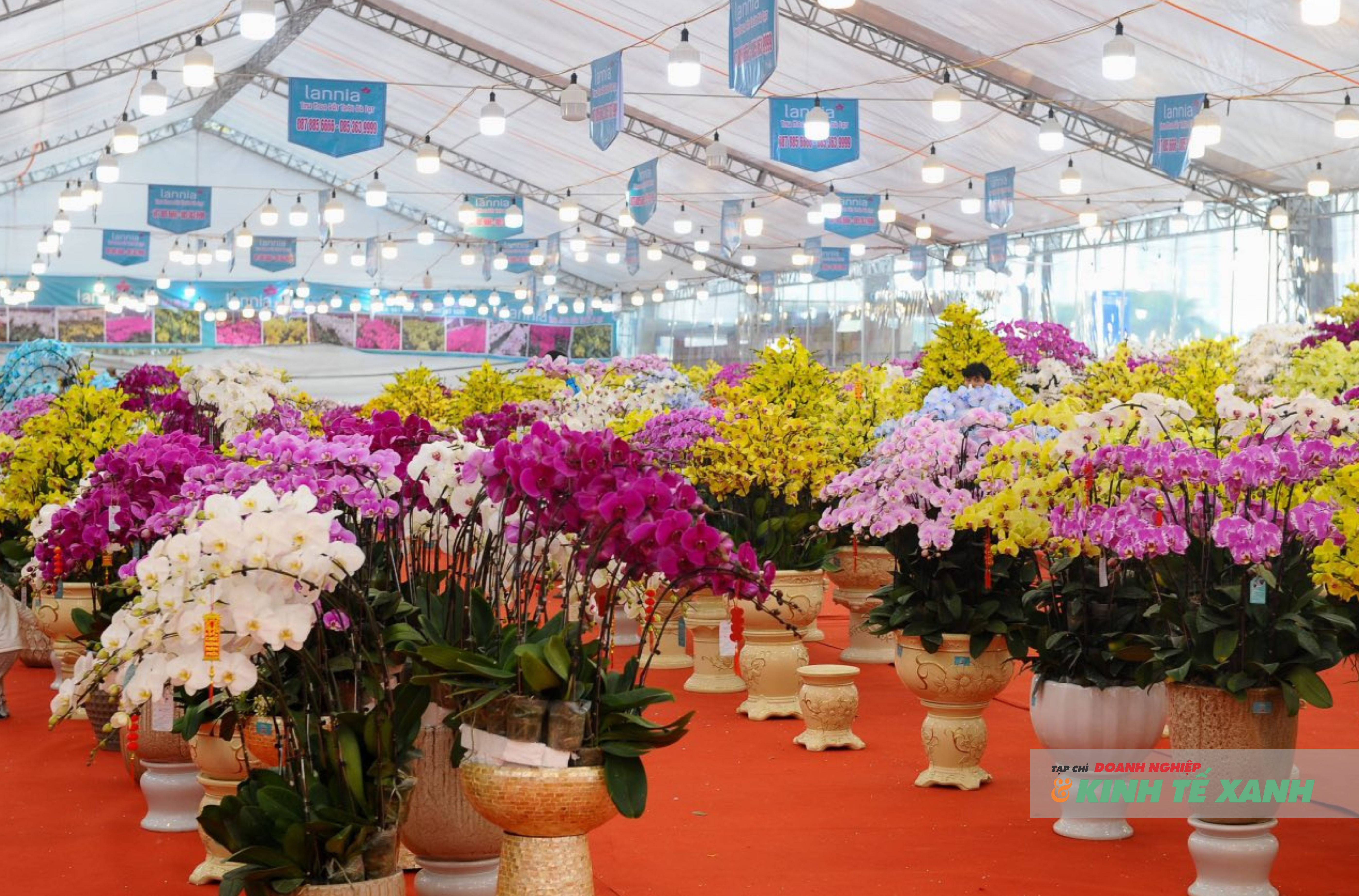 Lan hồ điệp rực rỡ sắc màu được bày bán trên nhiều tuyến phố Hà Nội, thu hút người dân tham quan, mua sắm dịp cận Tết Nguyên đán Bính Ngọ 2026.
