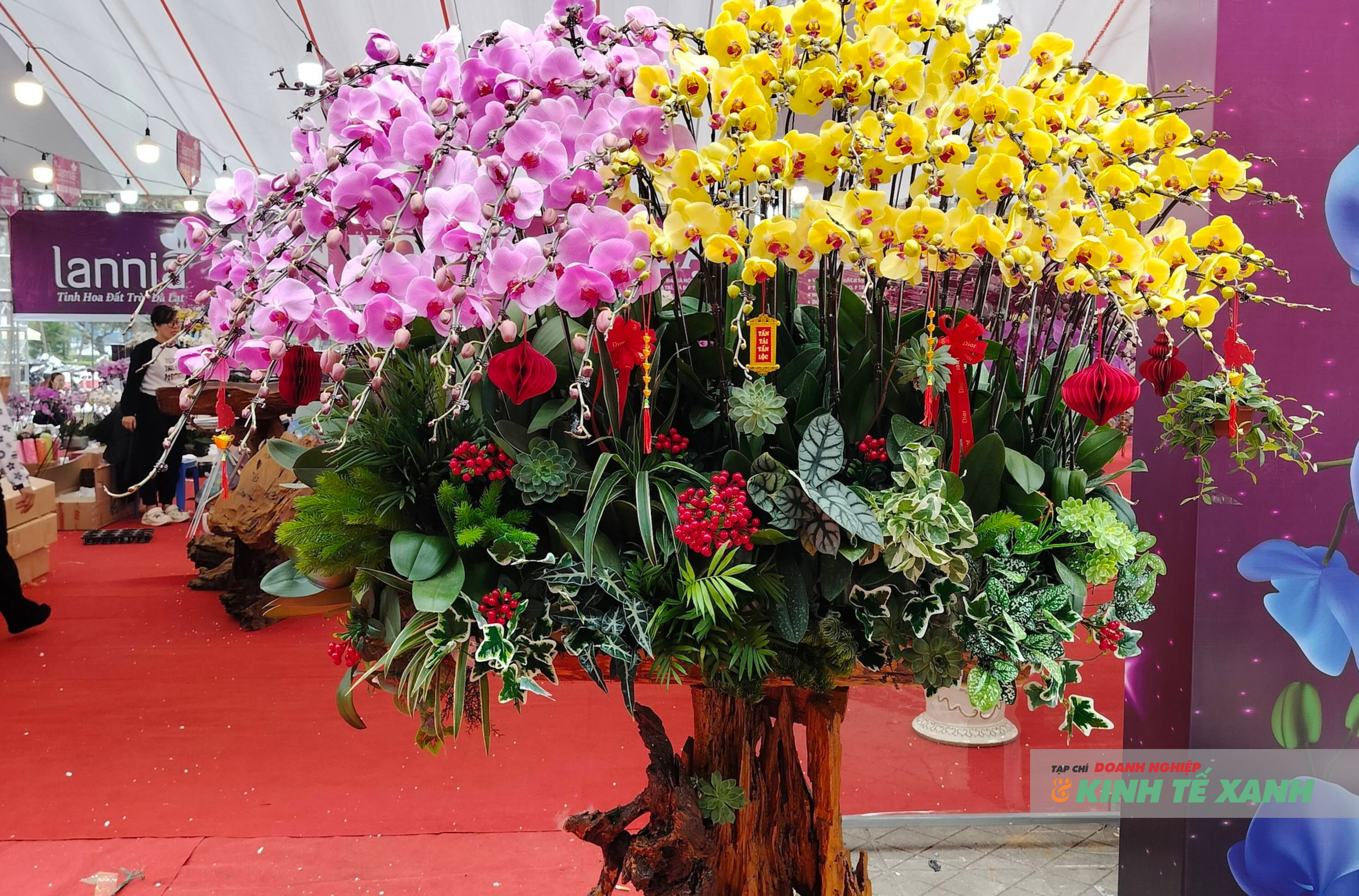 Những chậu lan hồ điệp cỡ lớn, thiết kế công phu, có giá lên tới hàng chục triệu đồng, được nhiều doanh nghiệp lựa chọn làm quà biếu Tết.