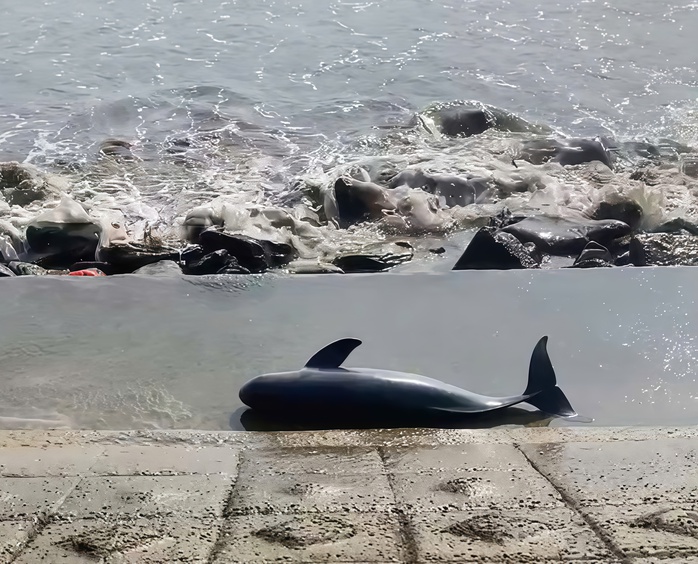 Xác cá voi nặng 40kg trôi dạt vào bờ biển Quảng Trị  - Ảnh 1.