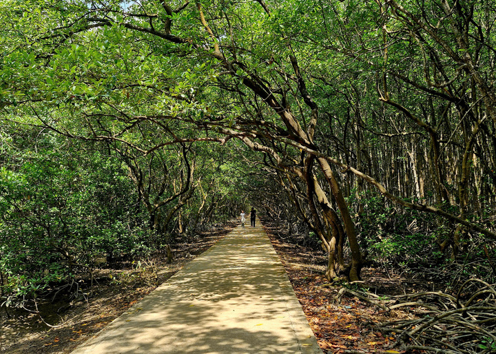 Cần Giờ có hệ sinh thái đặc biệt, là khu dự trữ sinh quyển thế giới được UNESCO công nhận từ năm 2000.