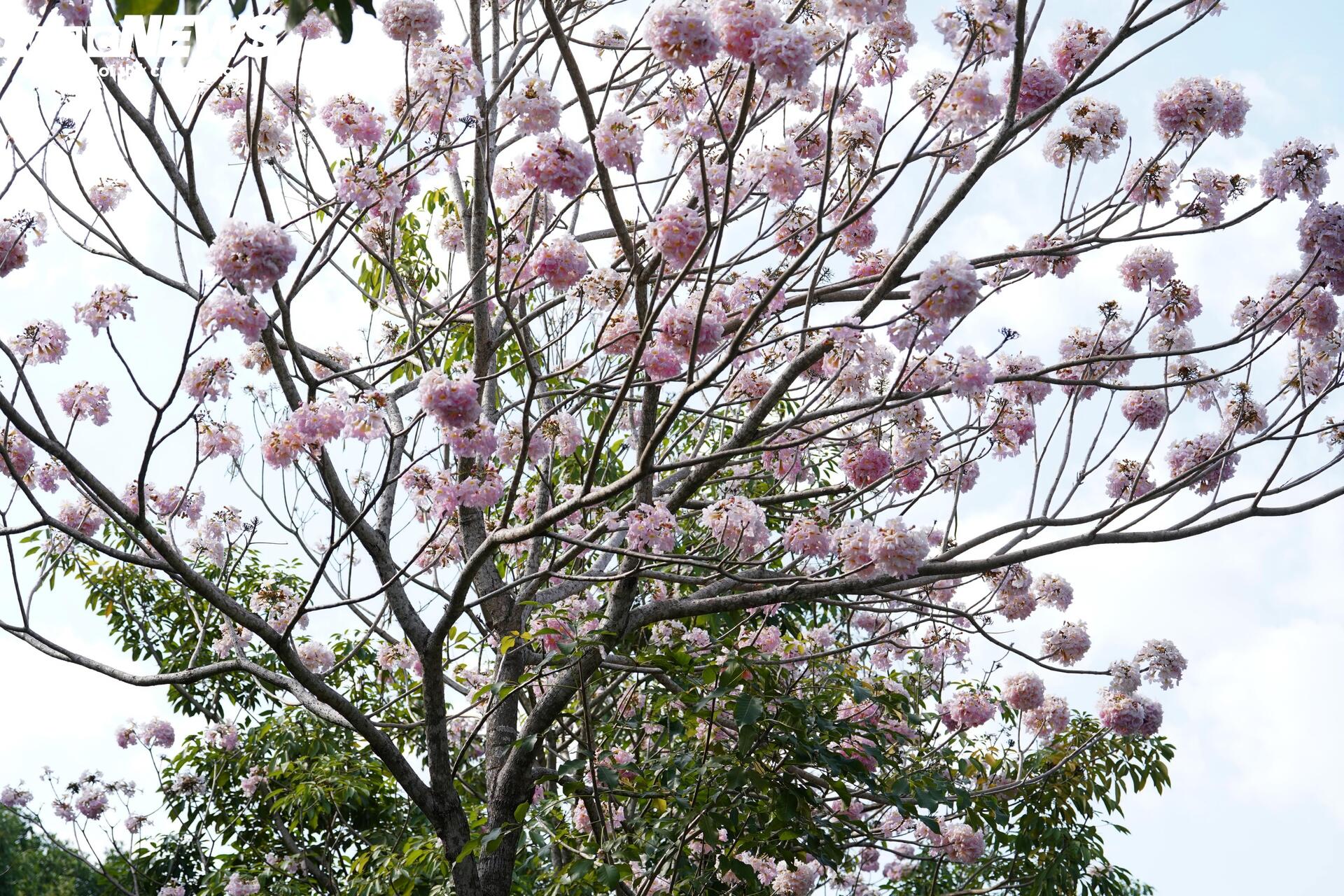 Ngắm cung đường tuyệt đẹp xuyên rừng ngập mặn ở TP.HCM - 11