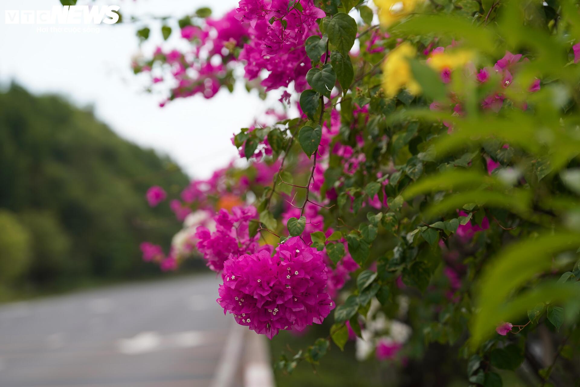 Ngắm cung đường tuyệt đẹp xuyên rừng ngập mặn ở TP.HCM - 10