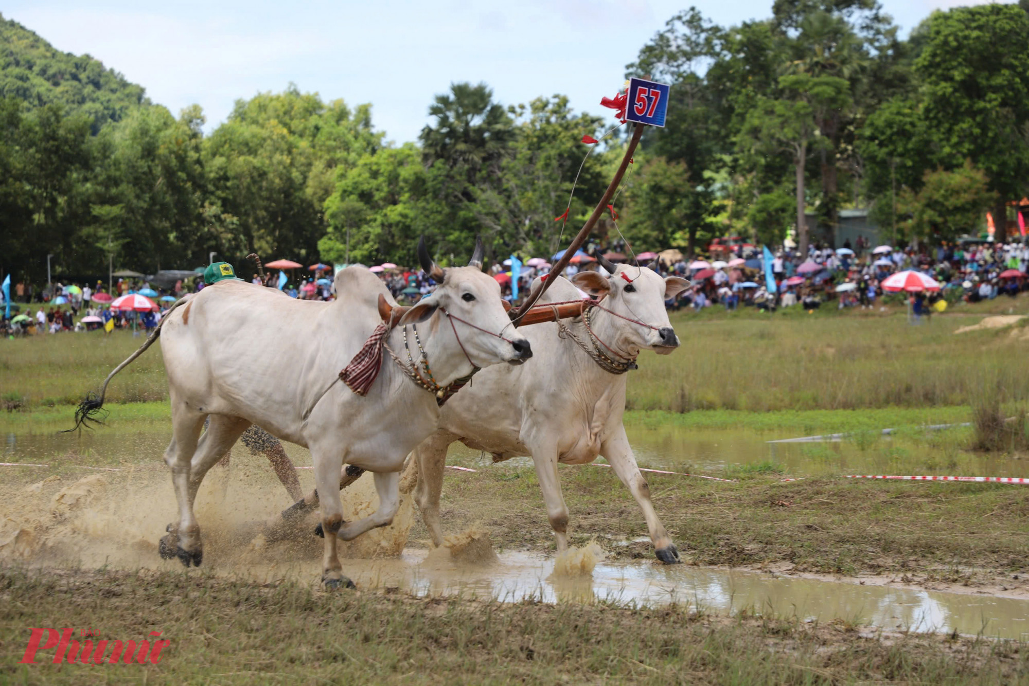 Đôi bò 09 giành chức vô địch Hội đua bò Bảy Núi lần thứ 30 Các đôi bò thi đấu hết mình mang lại ấn tượng tốt đẹp với du khách - Ảnh Trần Tuyên