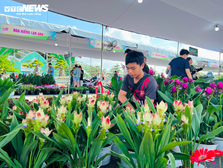 Gian hàng trưng bày hàng trăm chậu hoa nghệ sen “cháy hàng” trong những ngày diễn ra festival. (Ảnh: Nguyễn Liến)