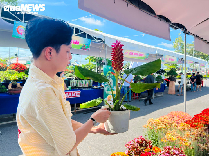 Cây giống hoa nghệ sen được nuôi cấy mô trong ống nghiệm, cho cây đồng đều và sạch bệnh.