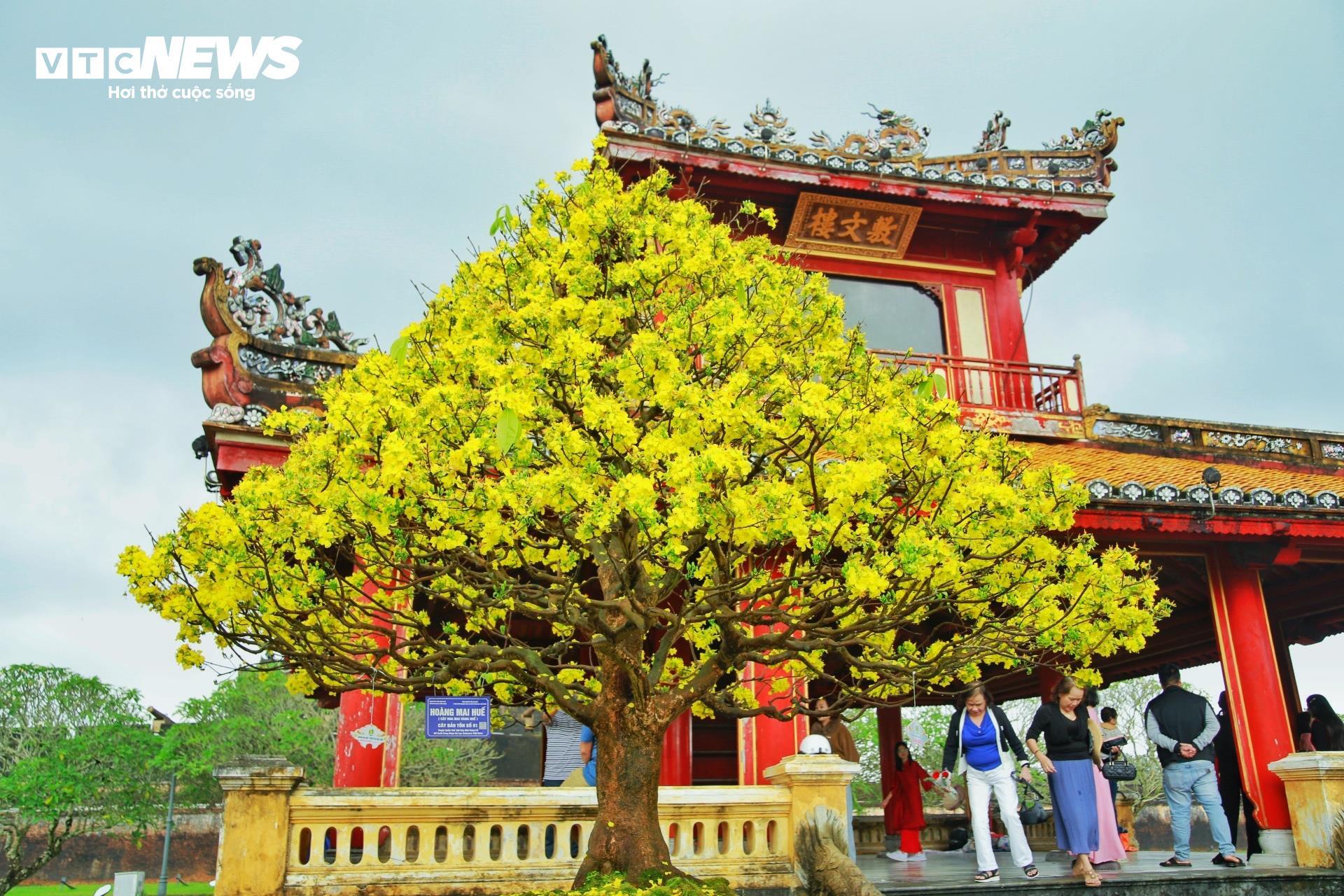 Hoàng mai Huế quý hiếm giá bạc tỷ bung nở rực rỡ dịp cận Tết - 3