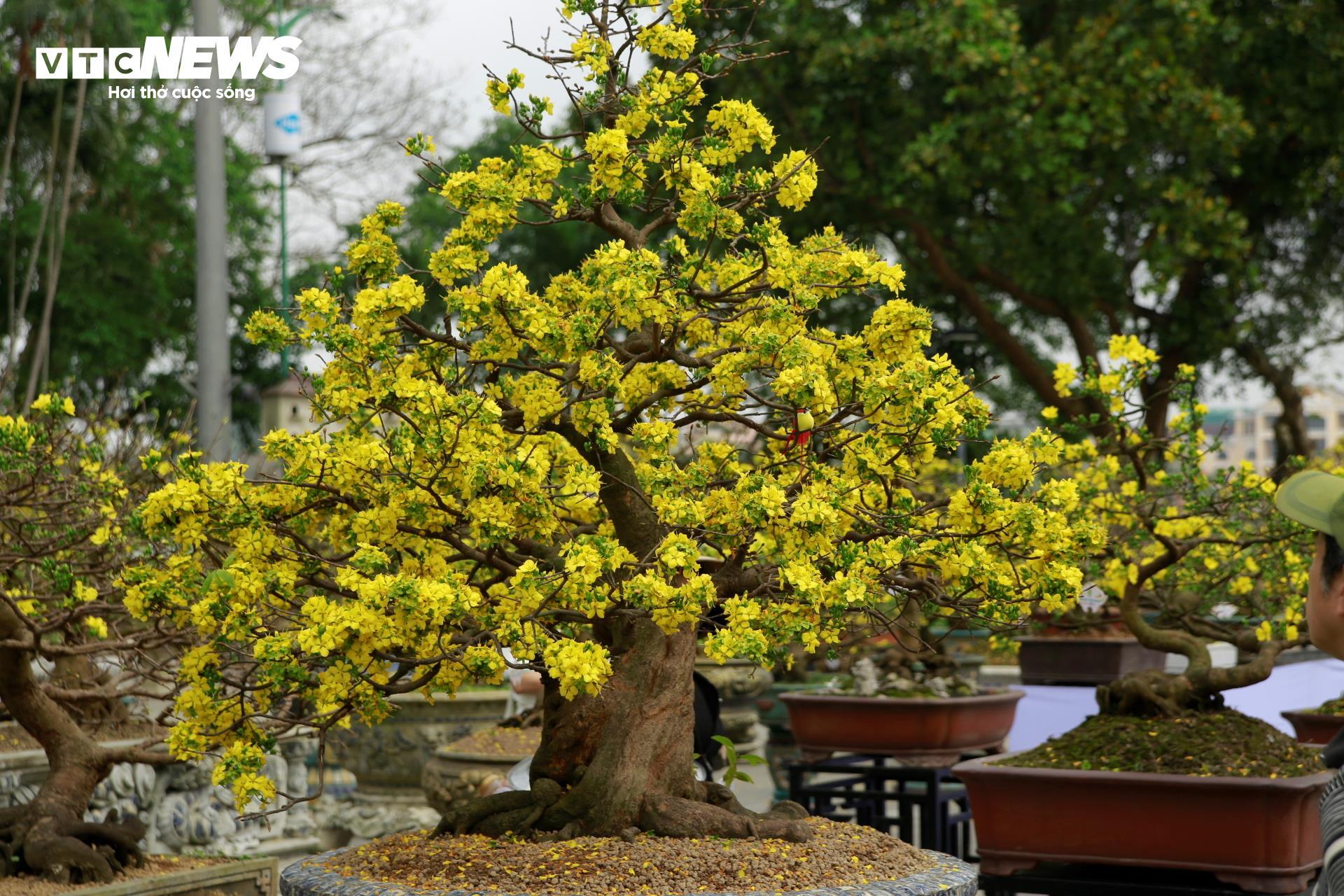 Hoàng mai Huế quý hiếm giá bạc tỷ bung nở rực rỡ dịp cận Tết - 2