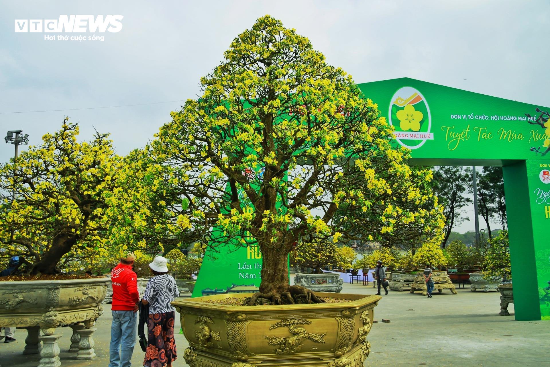 Hoàng mai Huế quý hiếm giá bạc tỷ bung nở rực rỡ dịp cận Tết - 1