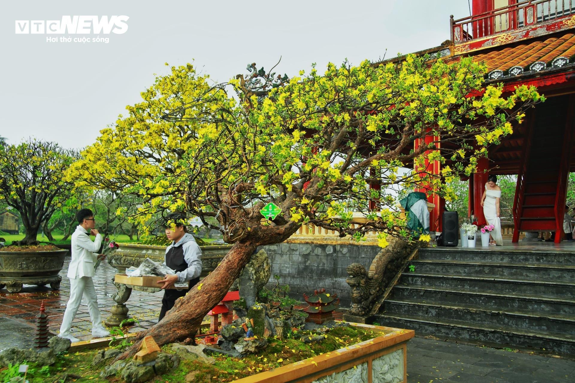 Hoàng mai Huế quý hiếm giá bạc tỷ bung nở rực rỡ dịp cận Tết - 5