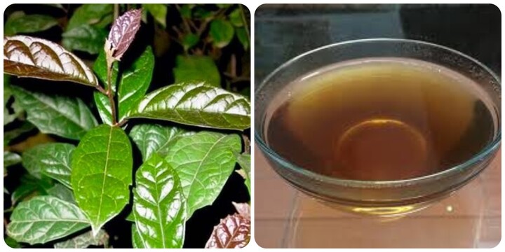 Uống nước xạ đen có tác dụng gì là băn khoăn của nhiều người