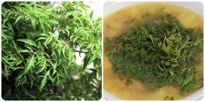 Lá đinh lăng mang lại nhiều lợi ích tốt cho sức khoẻ