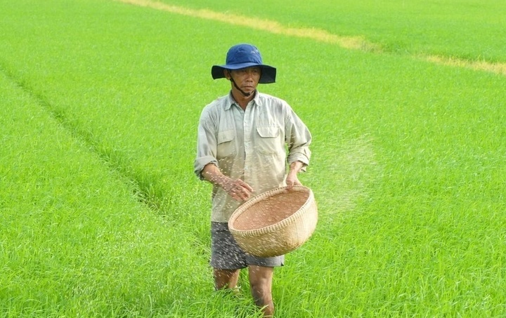 Một số doanh nghiệp phân bón khác cũng đang cân nhắc rất kỹ lưỡng khi bắt buộc phải tăng giá phân bón trong thời điểm này để có thể chia sẻ với những khó khăn của nông dân. (Ảnh: Lê Hoàng Vũ)