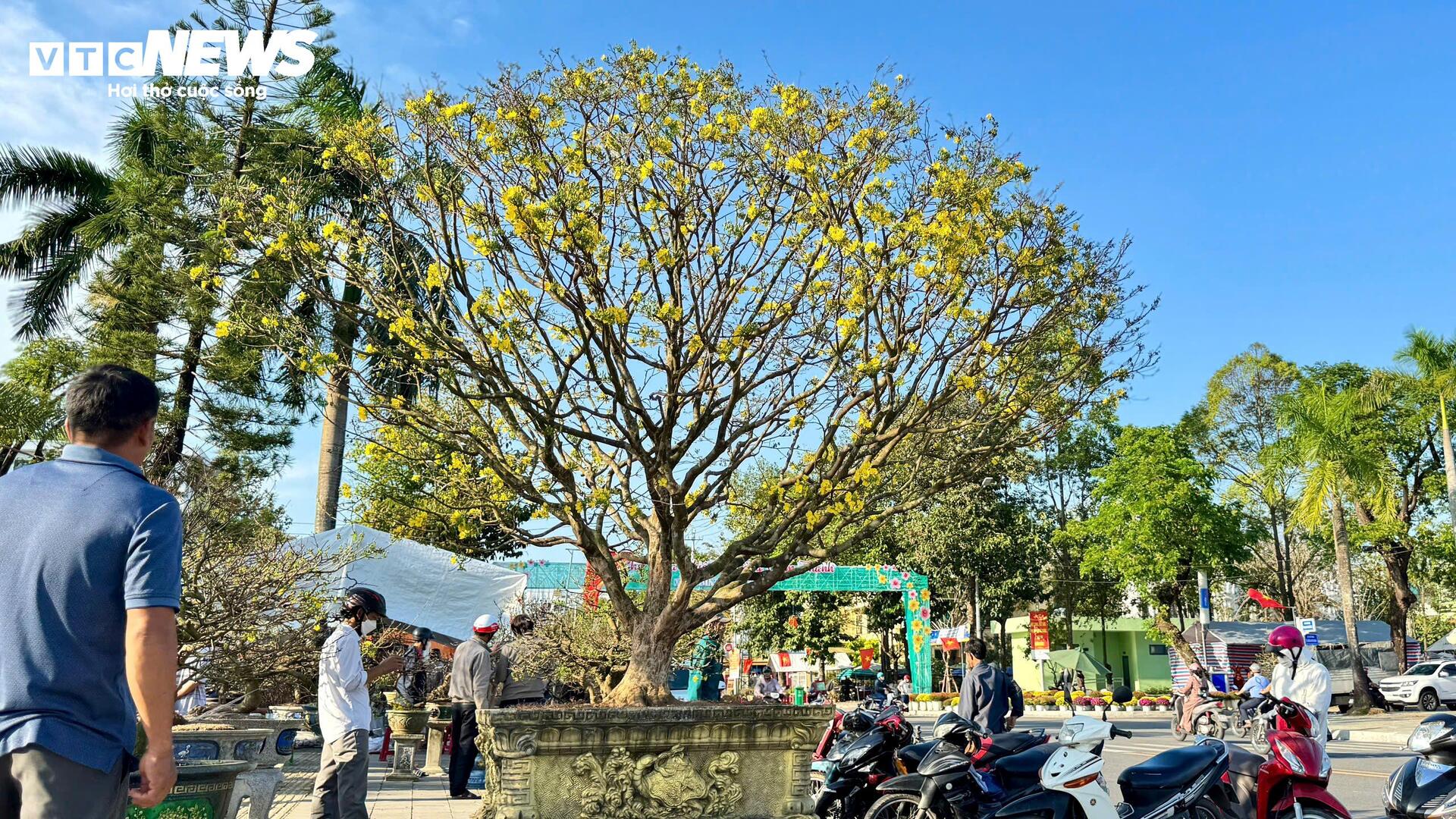 Chiêm ngưỡng mai vàng 'ngũ phúc' tiền tỷ ở chợ hoa Xuân Quảng Ngãi - 3