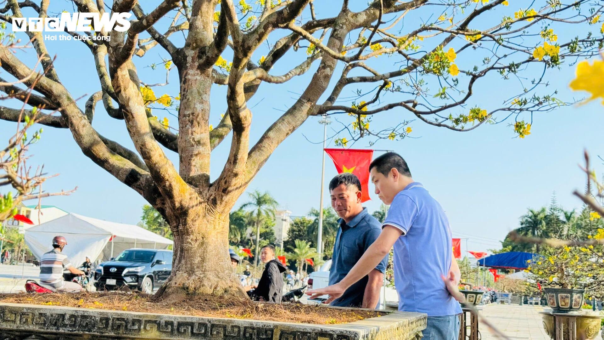 Chiêm ngưỡng mai vàng 'ngũ phúc' tiền tỷ ở chợ hoa Xuân Quảng Ngãi - 4