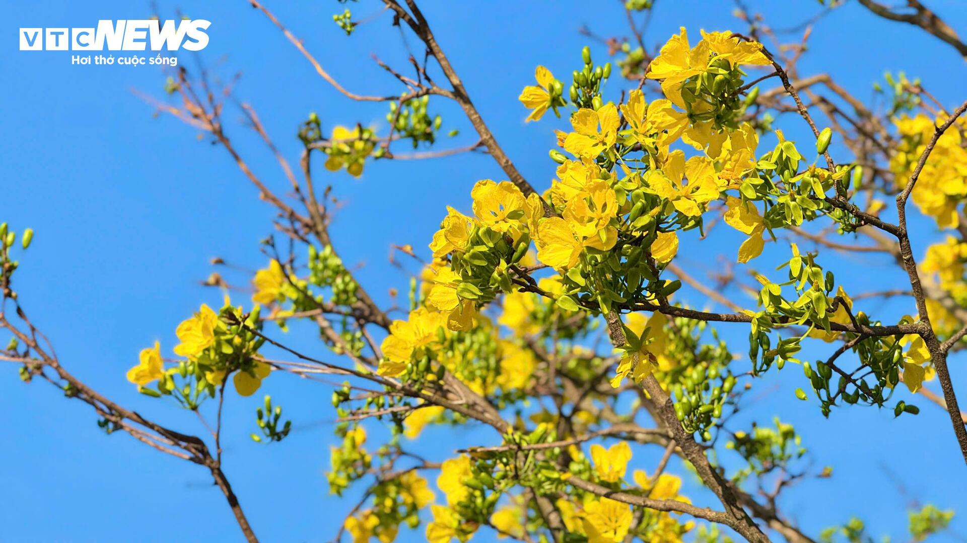 Chiêm ngưỡng mai vàng 'ngũ phúc' tiền tỷ ở chợ hoa Xuân Quảng Ngãi - 5