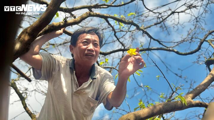 Ông Trần Tân (66 tuổi) – chủ nhân cây mai – cho hay đây là giống mai xuân hoa 5 cánh, đọt xanh, được trồng từ thời cha ông. Từ trước đến nay, gia đình ông không tốn nhiều công chăm sóc hay uốn nắn. Cây phát triển hoàn toàn tự nhiên, dáng thế ra sao thì giữ nguyên như vậy.