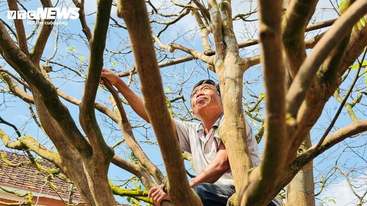 Với thâm niên hàng chục năm chơi mai, ông Tân khẳng định đây là cây mai cổ “hiếm thấy, khó tìm”, thậm chí là “độc nhất vô nhị” trong vùng.