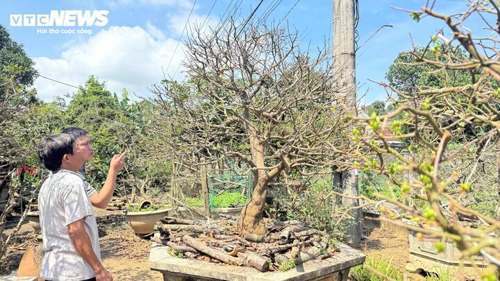 Giáp Tết Nguyên đán Bính Ngọ 2026, giữa không khí rộn ràng của mùa Xuân, một góc vườn ở thôn Hòa Tân, xã Tư Nghĩa, tỉnh Quảng Ngãi bỗng trở thành điểm đến thu hút sự hiếu kỳ của nhiều người yêu mai từ khắp nơi.