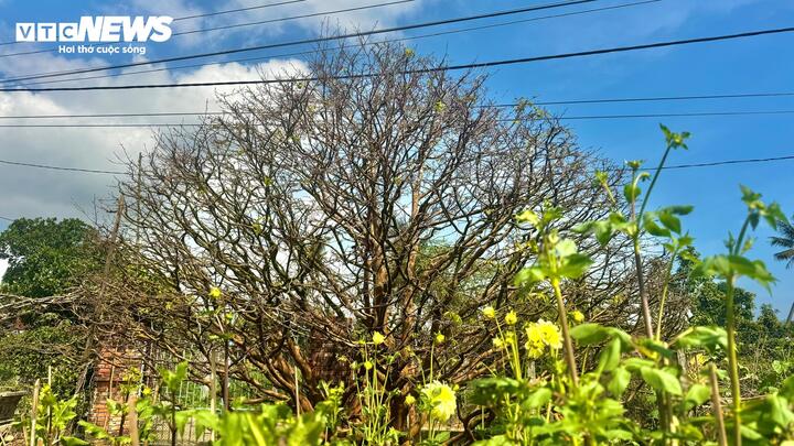 Điểm nhấn ở đây không phải là những chậu mai tượng trưng cho may mắn ngày Tết, mà là một cây mai vàng cổ thụ hơn 70 năm tuổi đang được chủ nhân rao bán với mức giá “khủng” — 3,5 tỷ đồng.