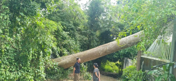 Cây Tung ngã chắn ngang đường.