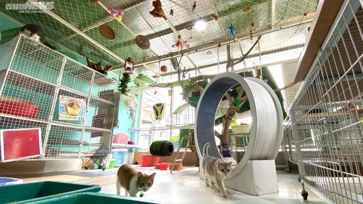 Điều kiện được tiêm phòng vaccine miễn phí là các hộ nuôi phải tuân thủ quy định chăn nuôi.