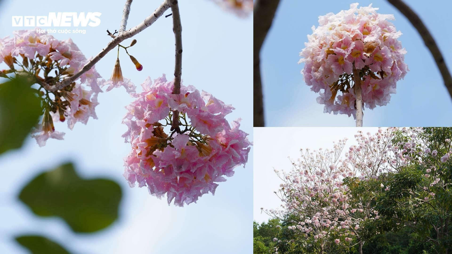 Ngắm cung đường tuyệt đẹp xuyên rừng ngập mặn ở TP.HCM - 2