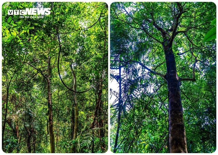 Những cây chè rừng cổ thụ cao hàng chục mét, tạo thành một quần thể mang lại nét độc đáo riêng có của cánh rừng nguyên sinh nơi đây. (Ảnh: Đinh Hùng)