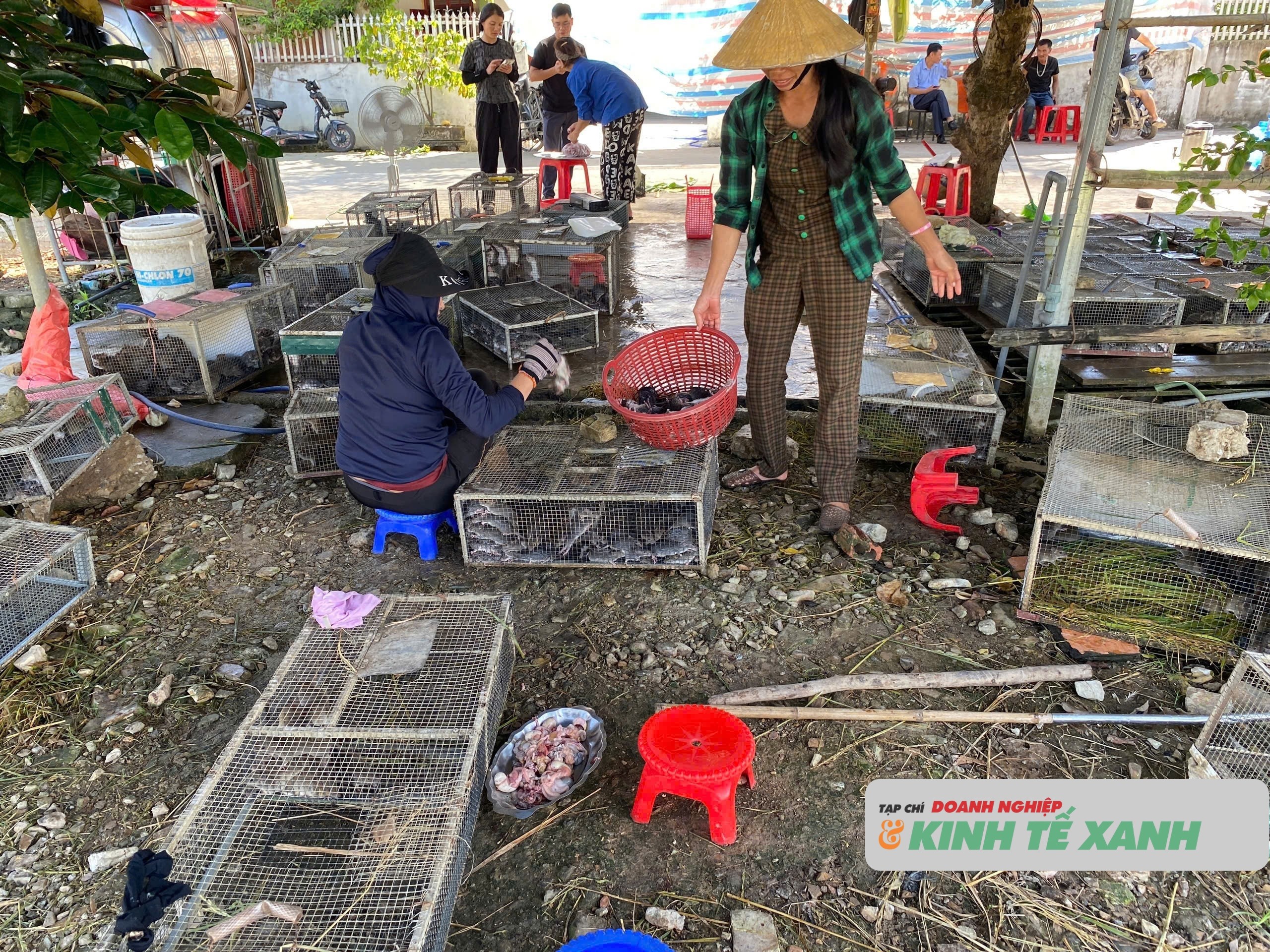san-chuot-dong-o-nghe-an1-1757956853-1757981497.jpg