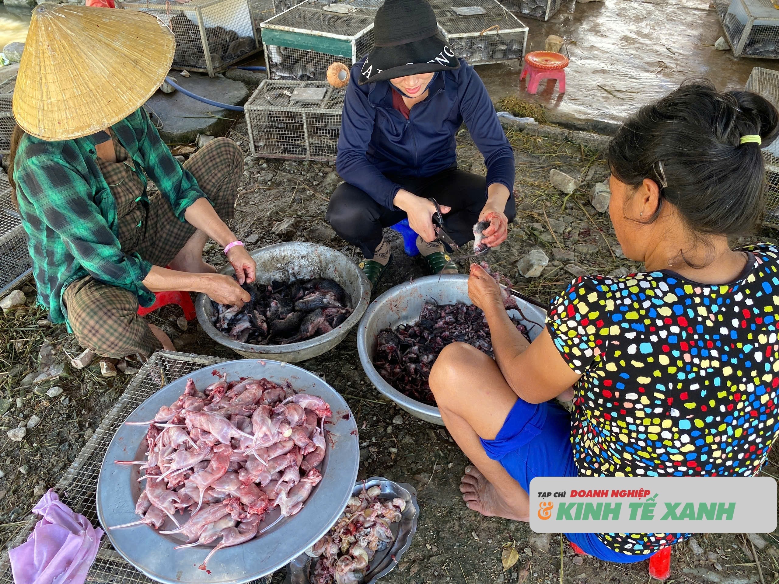 san-chuot-dong-o-nghe-an3-1757956853-1757981700.jpg