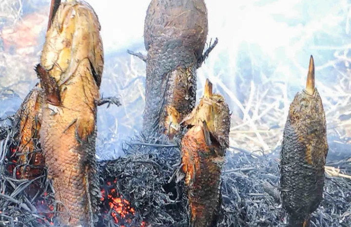 Cá nướng trui thể hiện sự đơn giản nhưng vô cùng hấp dẫn của ẩm thực miền Tây Nam Bộ.