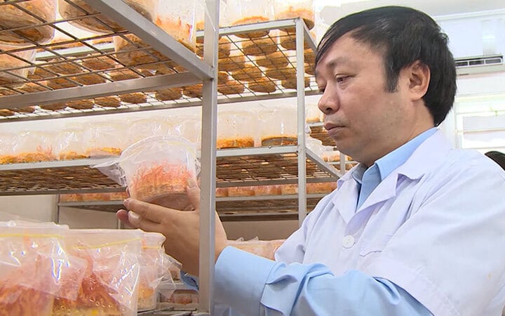 TS Phạm Văn Nhạ cho biết đông trùng hạ thảo được bán trên thị trường hiện nay rất khó kiểm soát được chất lượng (Ảnh: Viện Nghiên cứu Thảo dược Việt Nam)