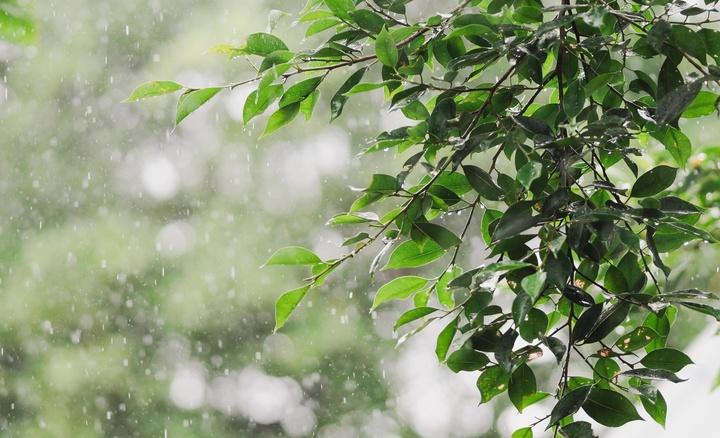 Tiết Cốc vũ là thời điểm “mưa thuận gió hòa”, thuận lợi cho gieo trồng, đồng thời báo hiệu bước chuyển rõ rệt sang đầu hè. (Ảnh: Vecteezy)