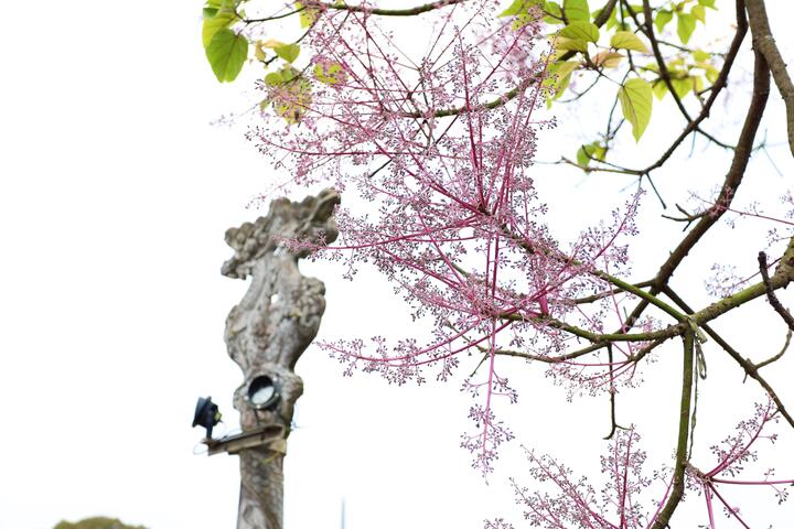 Theo thạc sĩ Nguyễn Anh Tuấn - Hội Khoa học Lịch sử TP Huế, cây ngô đồng được coi là loài cây quý. Để khẳng định vị thế tôn quý của cây ngô đồng gắn liền với triều đại, vua Minh Mạng cho khắc hình tượng loài cây này lên Nhân Đỉnh, một trong cửu đỉnh được công nhận là bảo vật quốc gia.