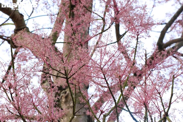 Được biết, hoa ngô đồng nở đẹp nhất là cuối tháng 4 đầu tháng 5 khi lá cây trút hết. Cành hoa có nhiều nụ li ti, kết lại thành chùm hoa chờ nắng lên bung nở